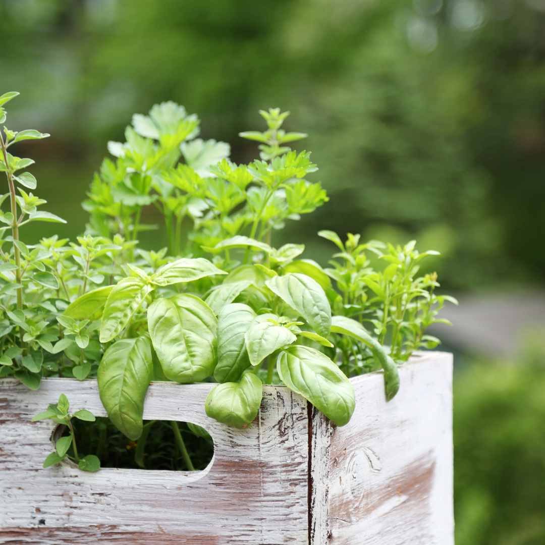 Pflanze Kräuter mit Kindern
