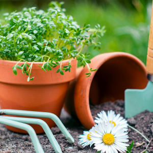 Mehr über den Artikel erfahren 5-Minuten-Garten: Kresse anbauen mit Kindern – Schritt für Schritt