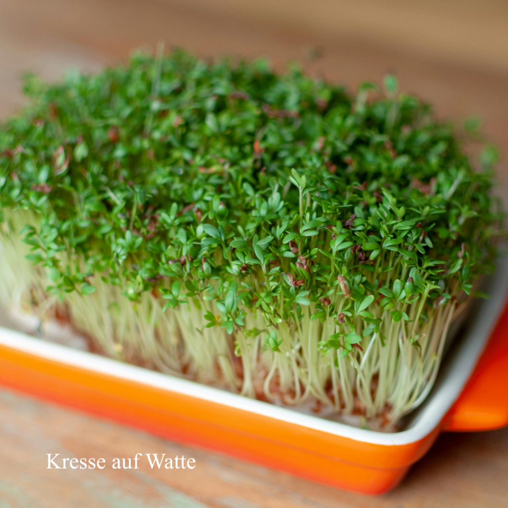 Mit Kindern Kresse säen