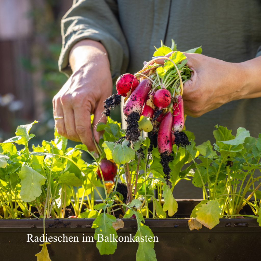 Mit Kindern Radieschen säen