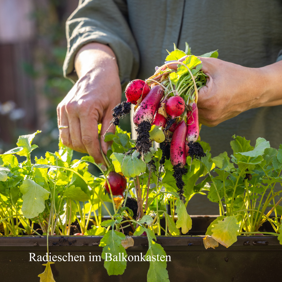 Mit Kindern Radieschen säen