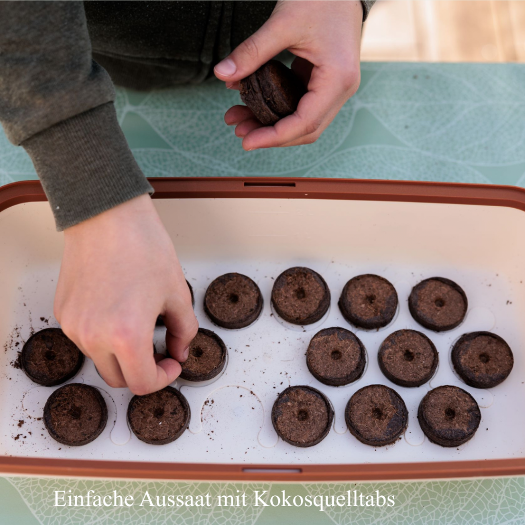 Mit Kindern Sonnenblumen in Kokosquelltabs säen.