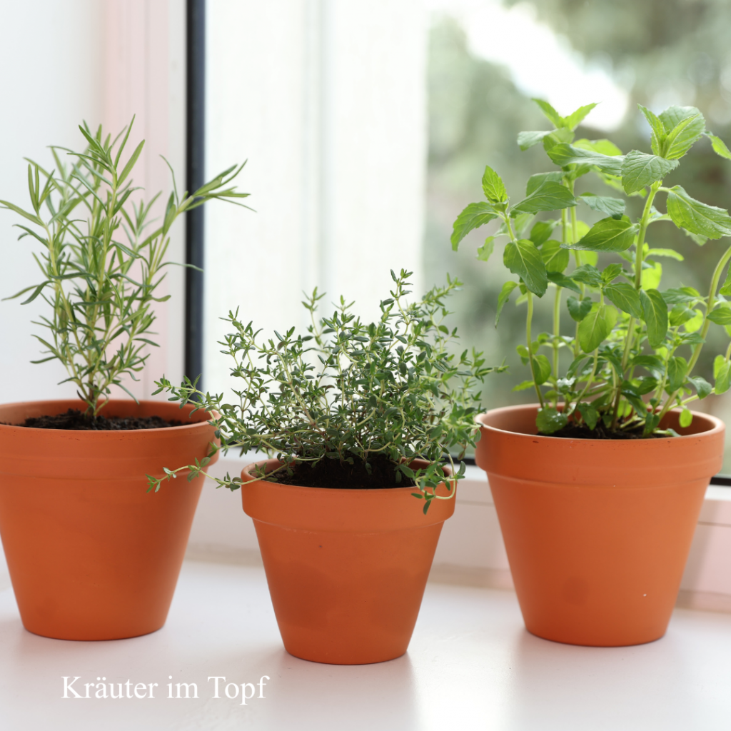 Mit Kindern Kräuter pflanzen