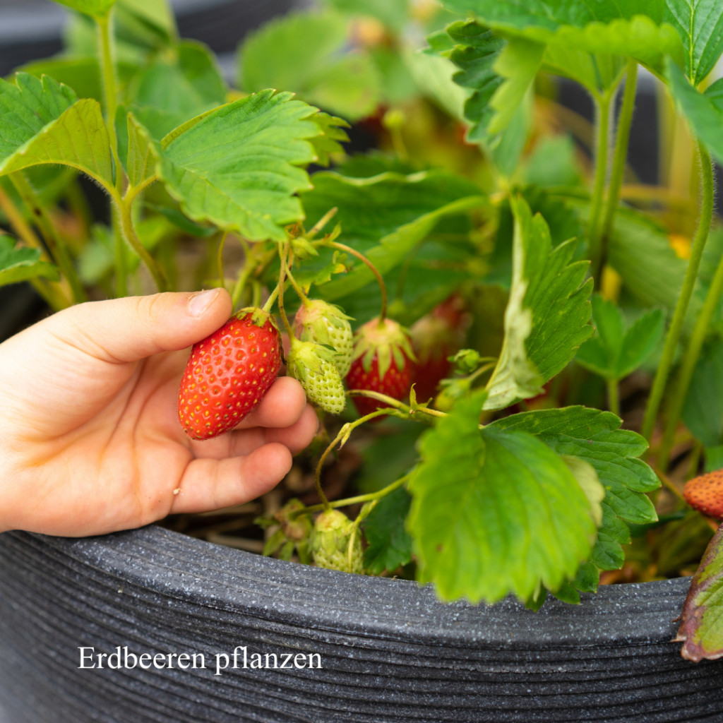 Mit Kindern Erdbeeren pflanzen