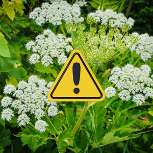 Mehr über den Artikel erfahren 10 Blumen die giftig für Kinder sind