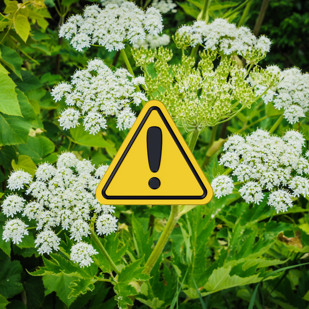 Giftige Blumen für Kinder