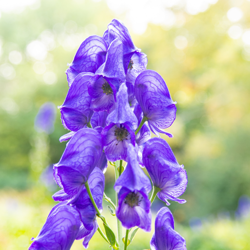 Giftige Pflanzen für Kinder