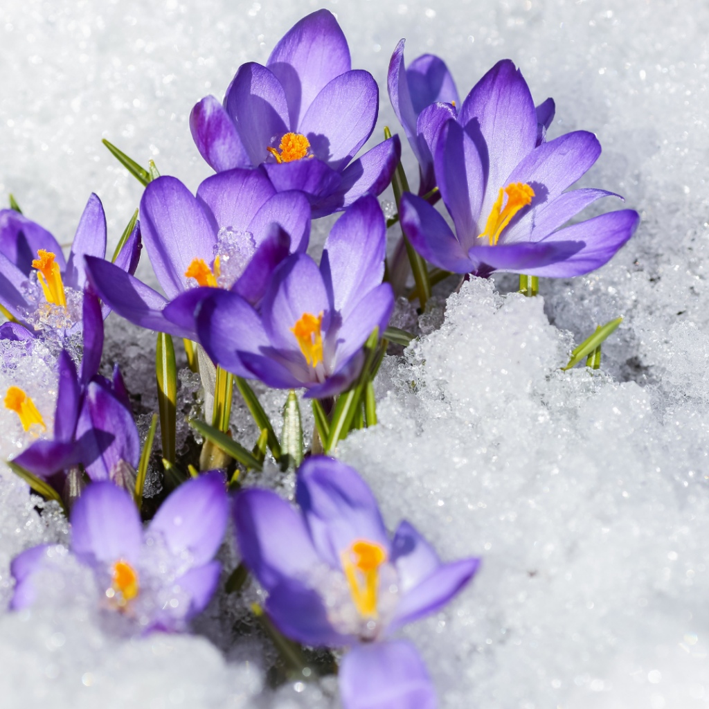 Giftige Pflanzen für Kinder