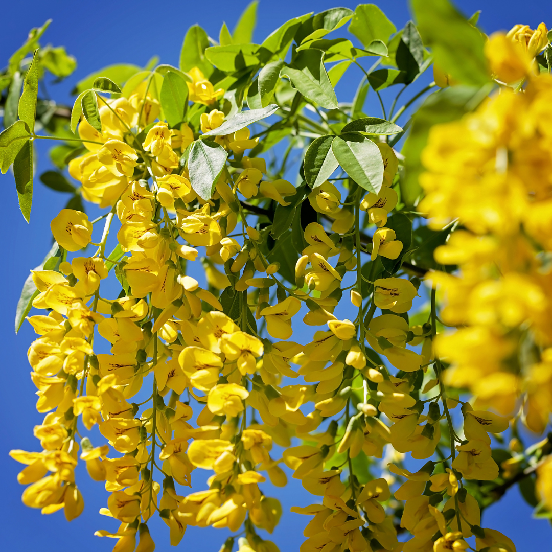 Giftige Pflanzen für Kinder