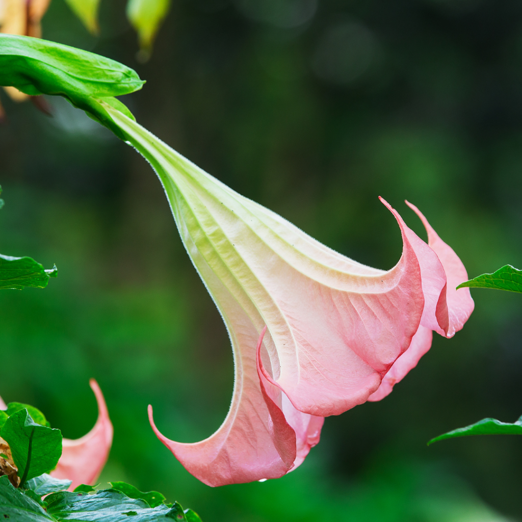 Giftige Pflanzen für Kinder