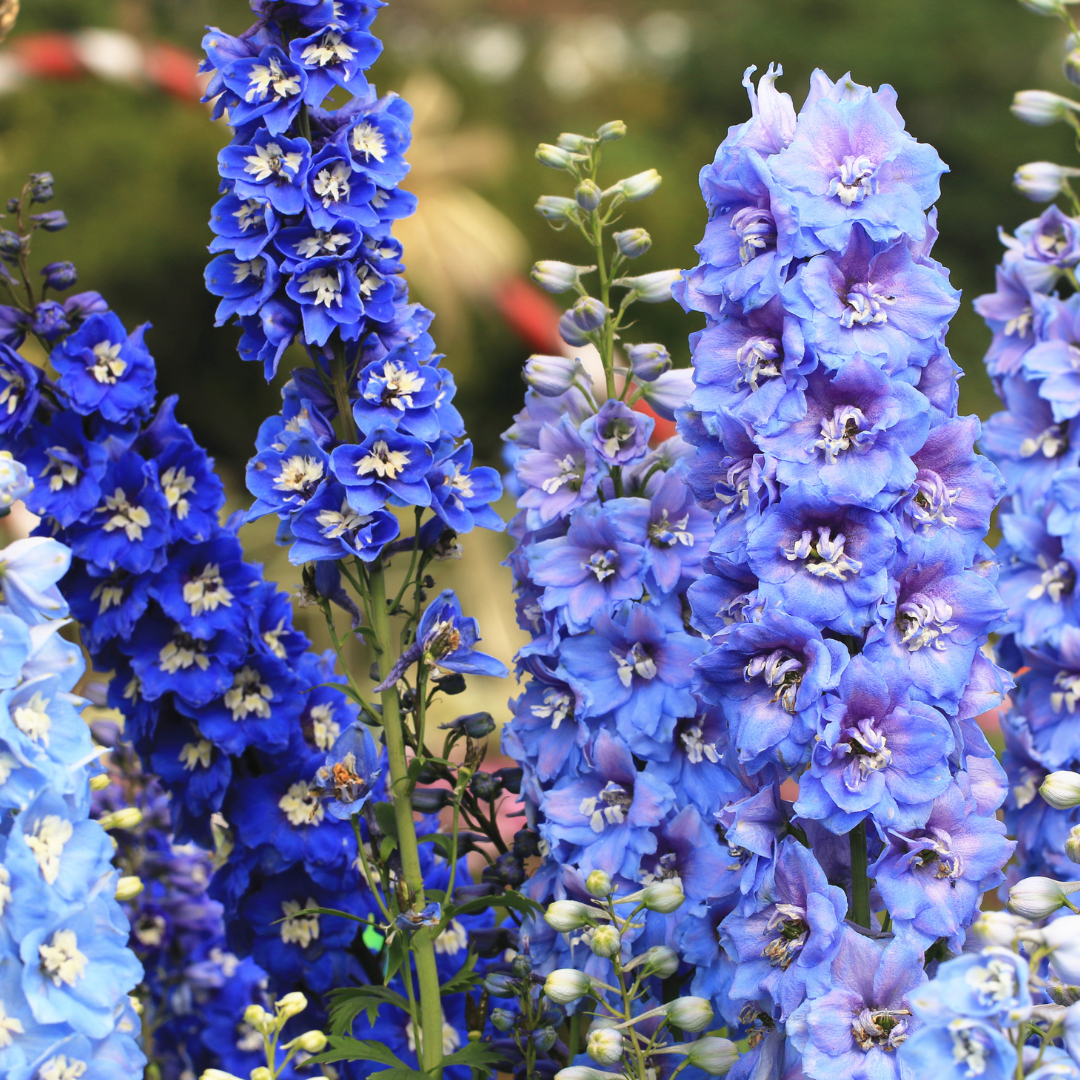 Giftige Blumen für Kinder