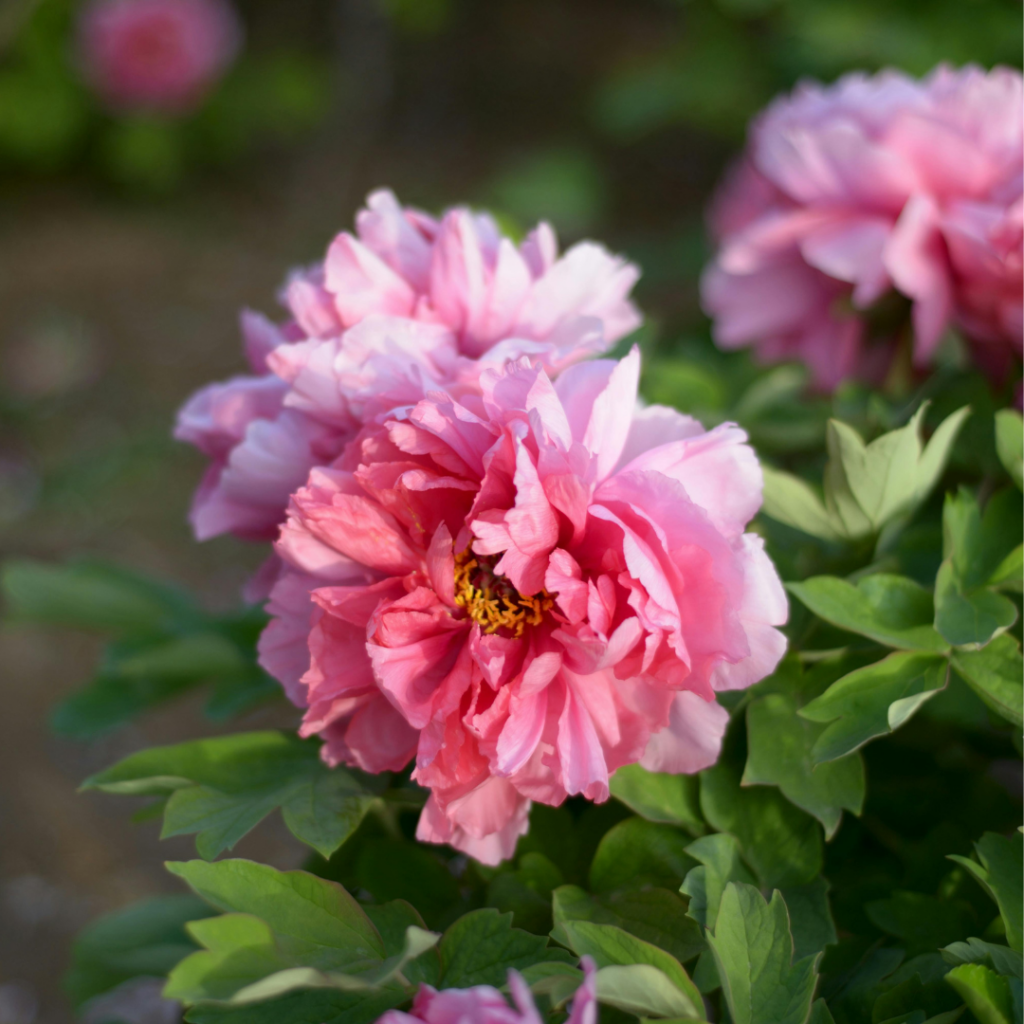 Giftige Pflanzen für Kinder