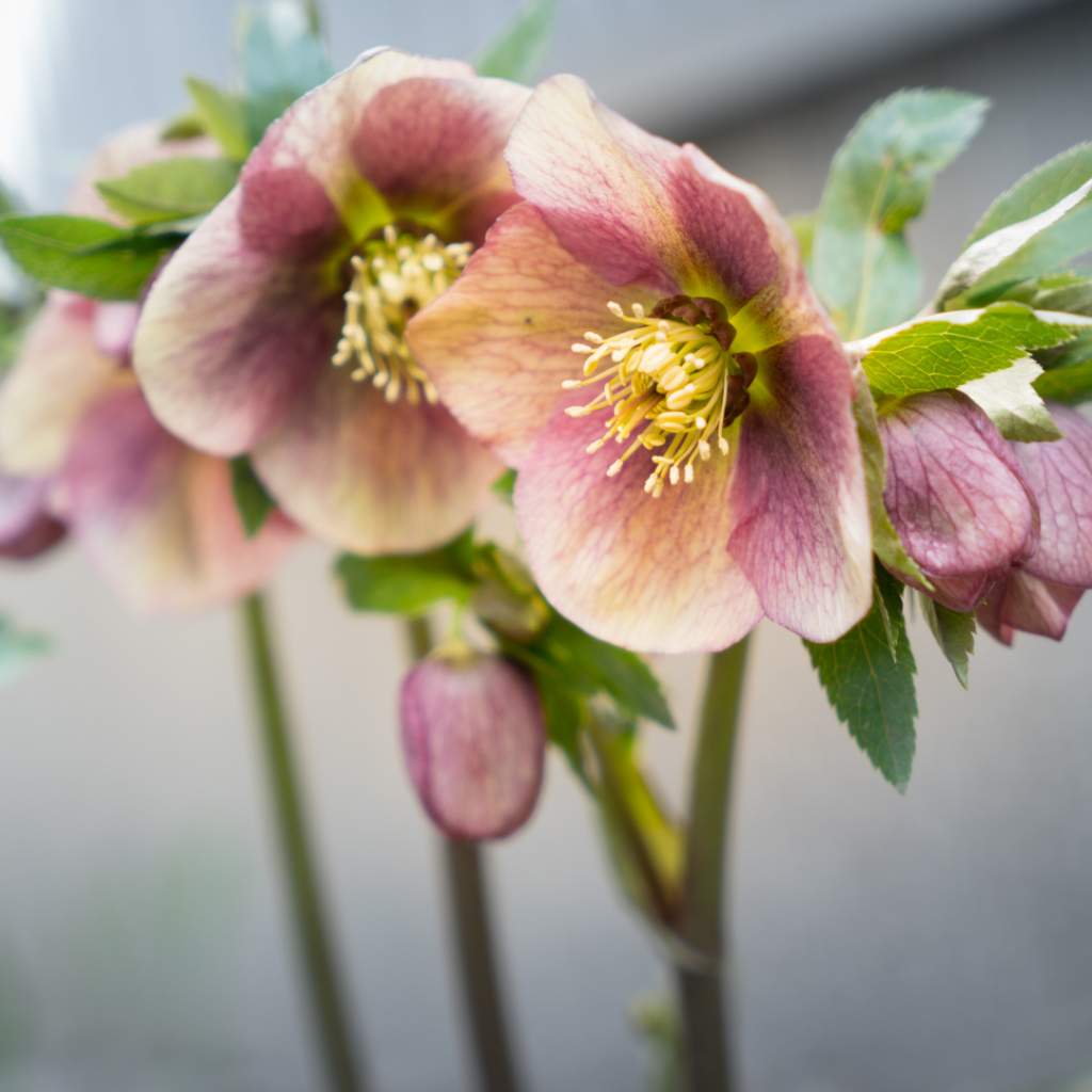 Giftige Blumen für Kinder