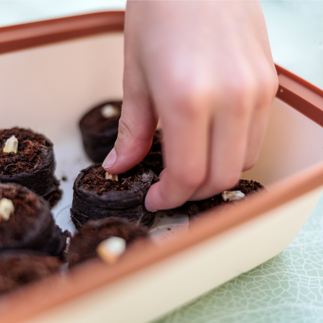 Was du mit Kindern im Februar aussäen kannst