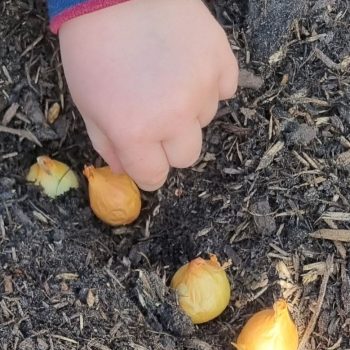 Zwiebeln setzen - 10 gute Gründe-Gärtnern mit Kindern